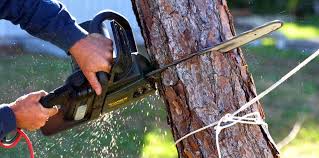 How Our Tree Care Process Works  in  Hillsborough, CA