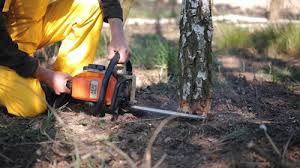 Best Tree Risk Assessment  in Hillsborough, CA