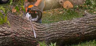 Best Tree Preservation Services  in Hillsborough, CA