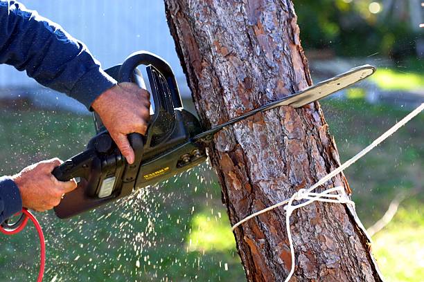 Tree and Shrub Care in Hillsborough, CA