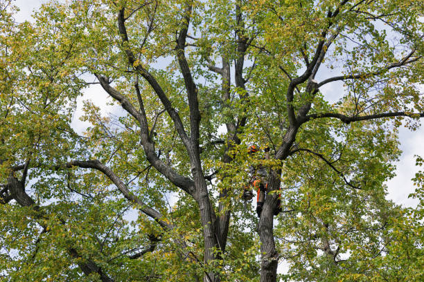 Reliable Hillsborough, CA Tree Care Solutions